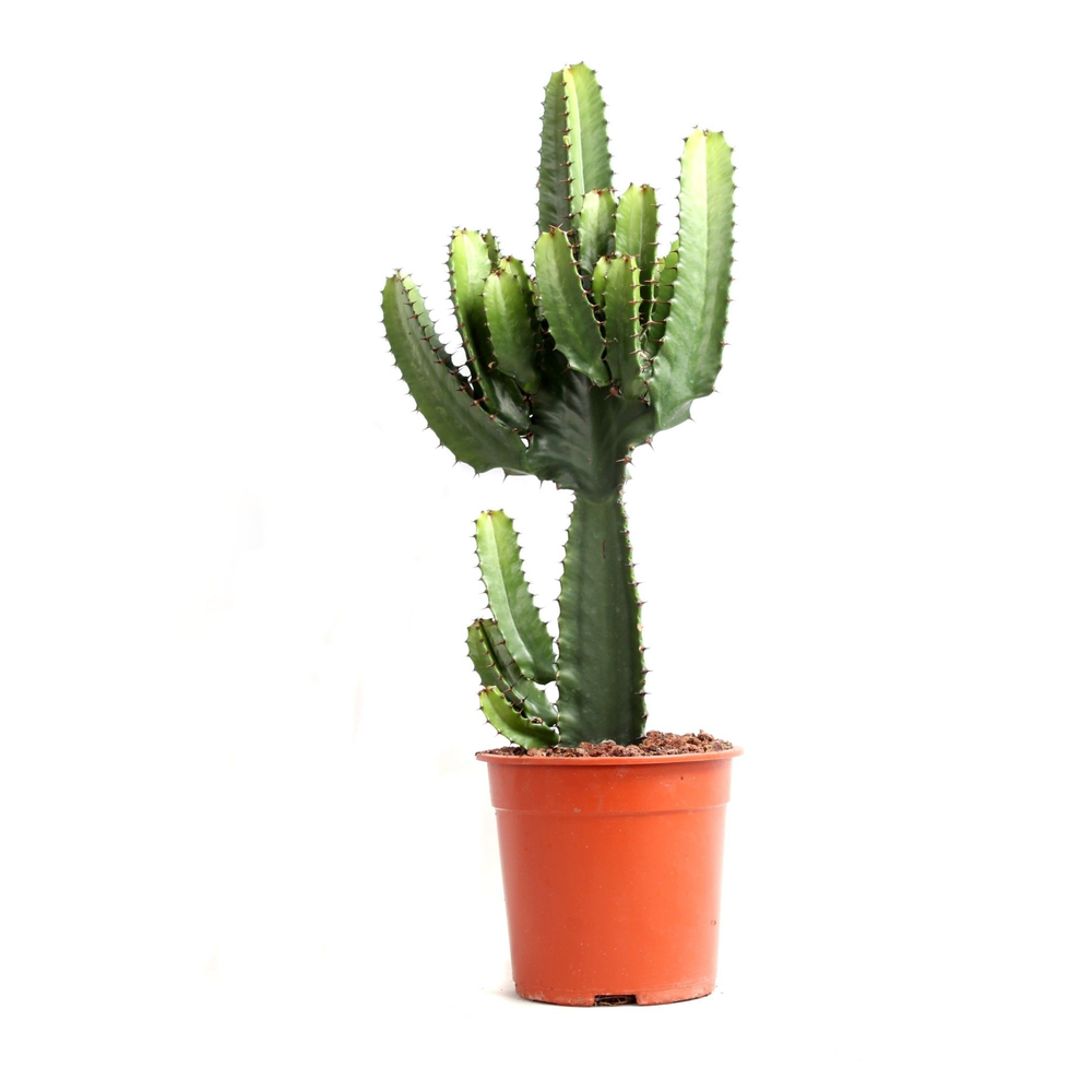 Euphorbia acruensis canarias 21 cm.