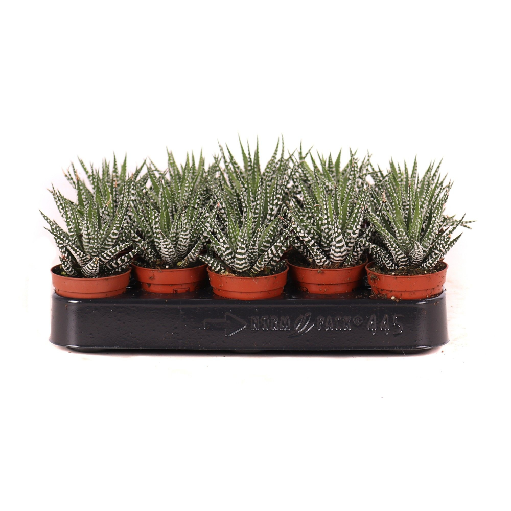 Haworthia big band 5,5 cm.