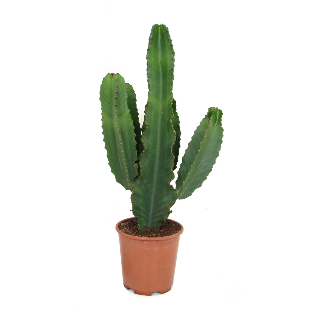 Euphorbia ingens canarias 24 cm.