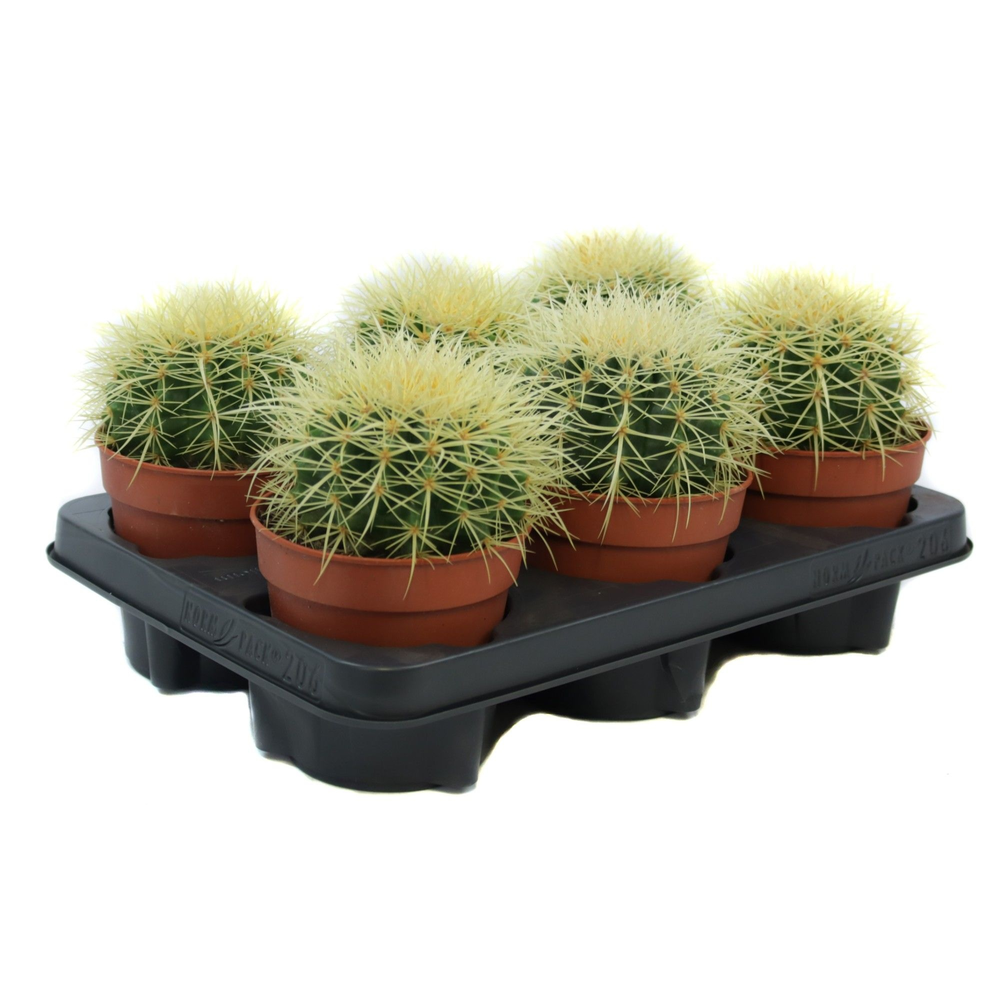 Echinocactus grusonii 12 cm.