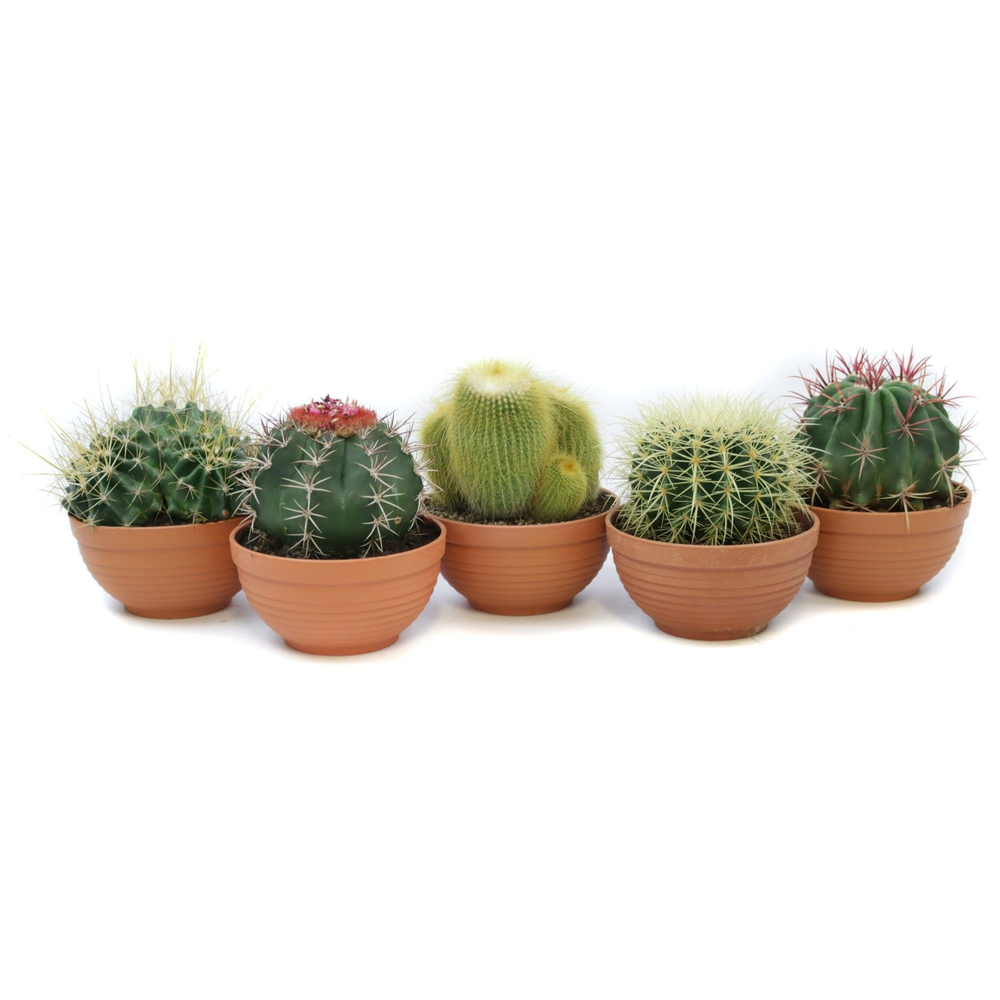 Cactus canarias schaal 17 cm.