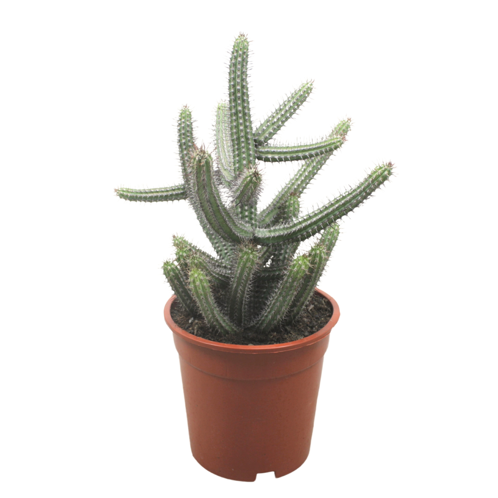 Euphorbia badoensis 17 cm.