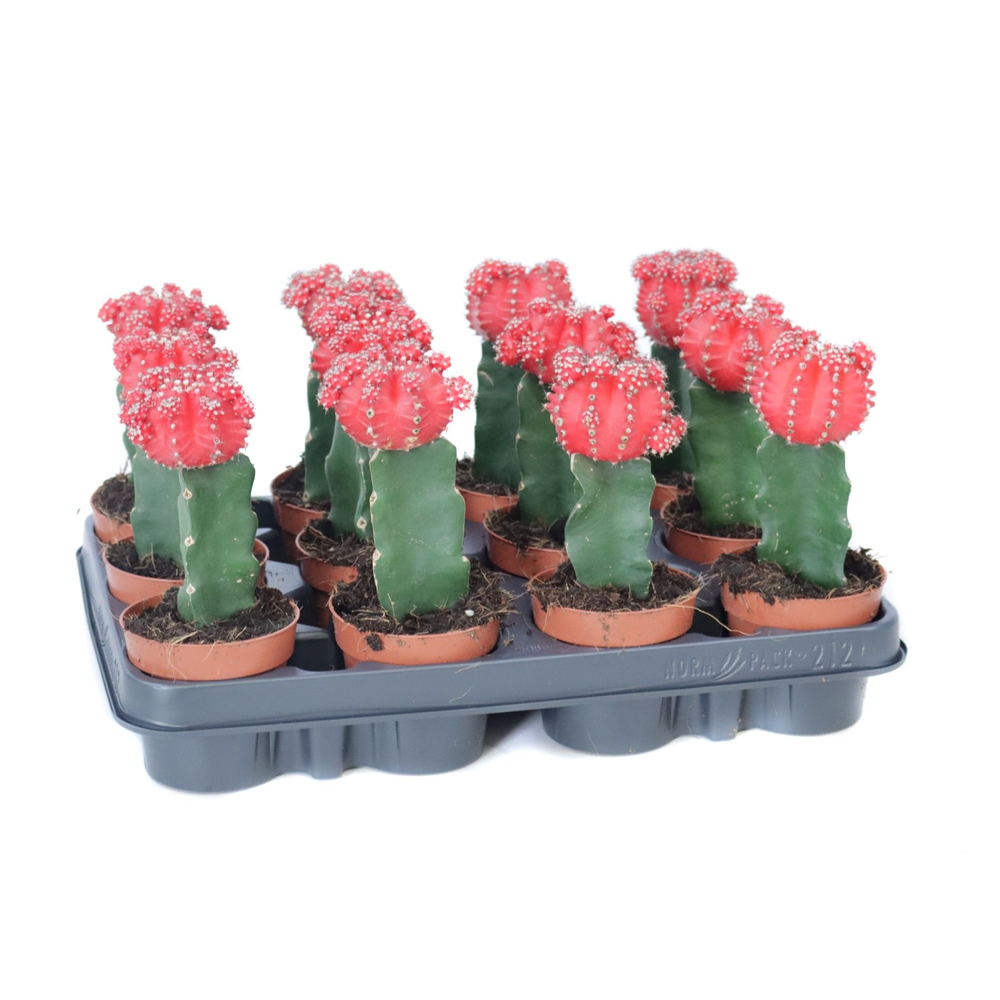Gymno rood geent 8,5 cm.