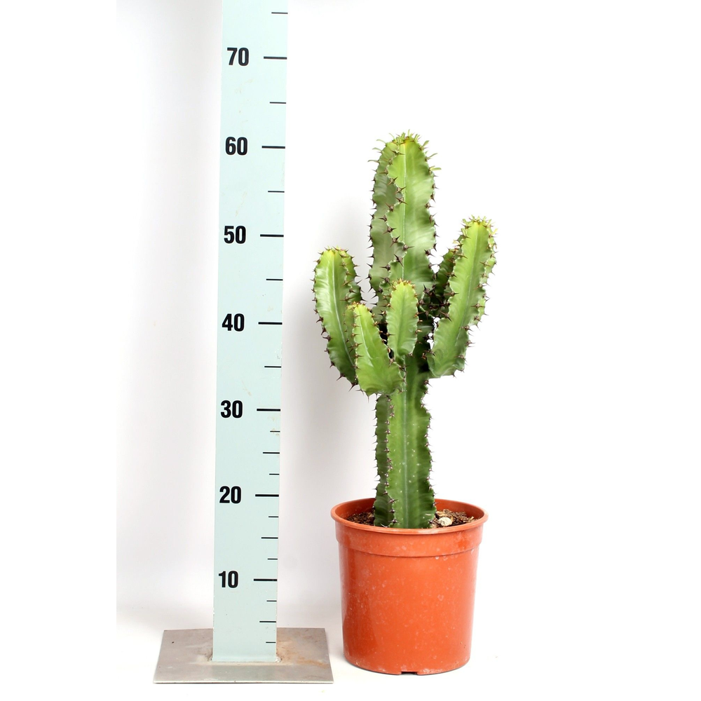 Euphorbia erytrea 19 cm.