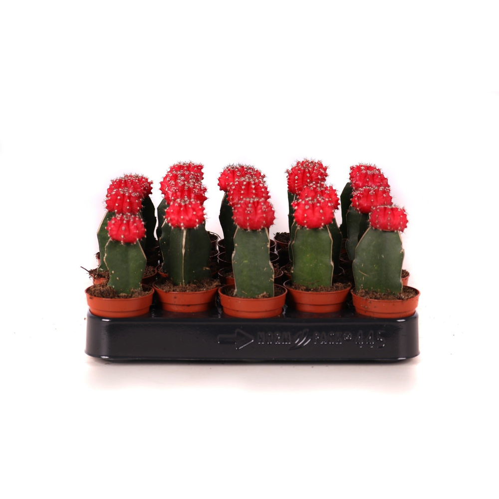 Cactus geent rood 5,5 cm.