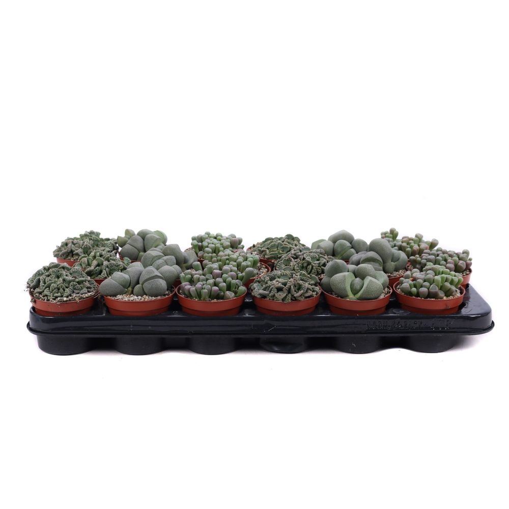 Lithops mix 8,5 cm.