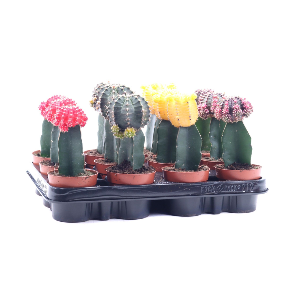 Gymno mix kleur geent 8,5 cm.