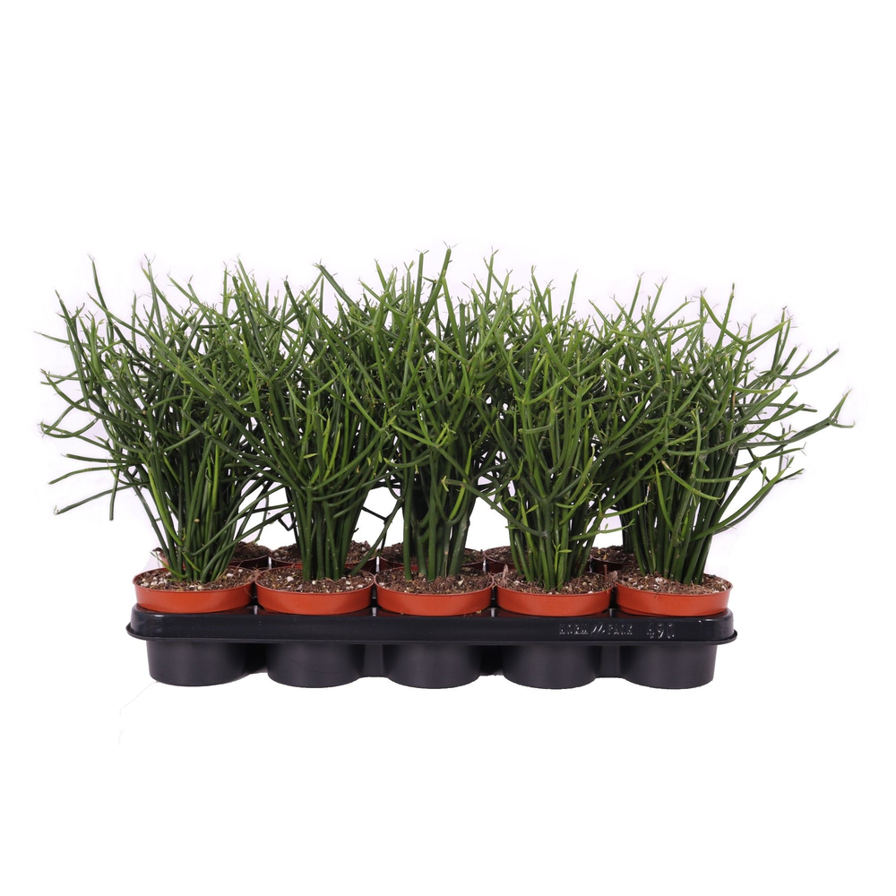 Euphorbia Tirucalli 12cm.