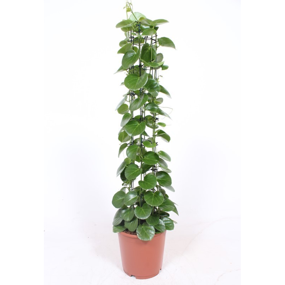 Cissus rotundifolia gaasrek.