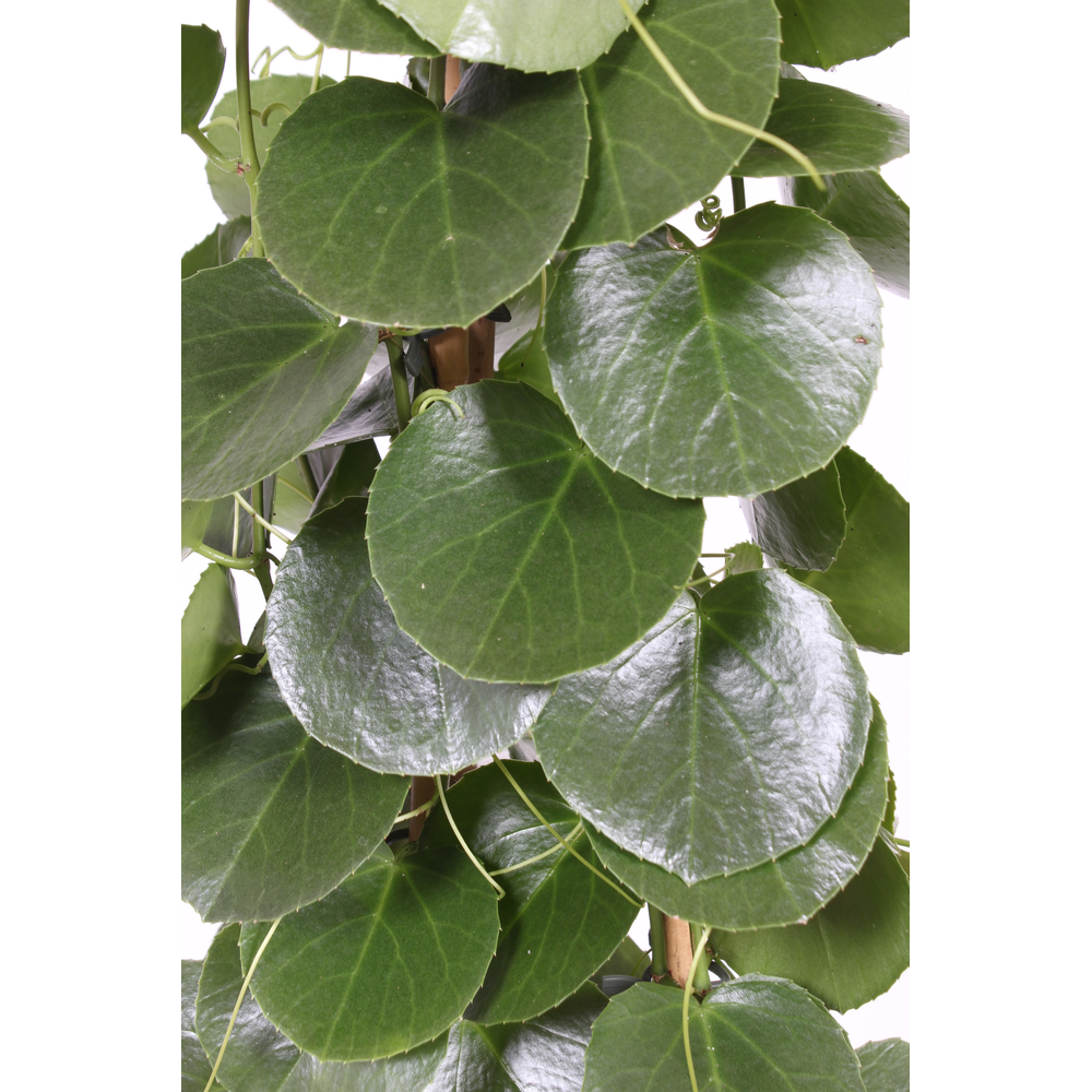 Cissus rotundifolia piramide.