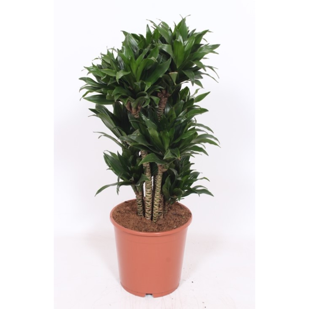 Dracaena Compacta.