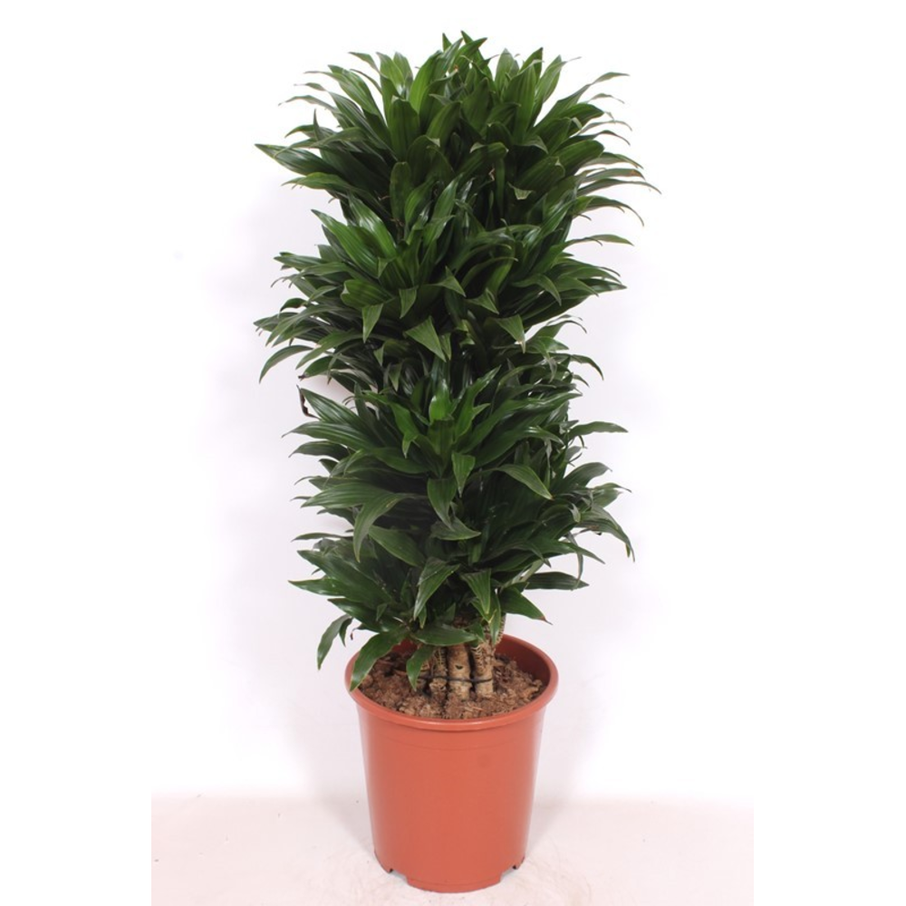 Dracaena Compacta.