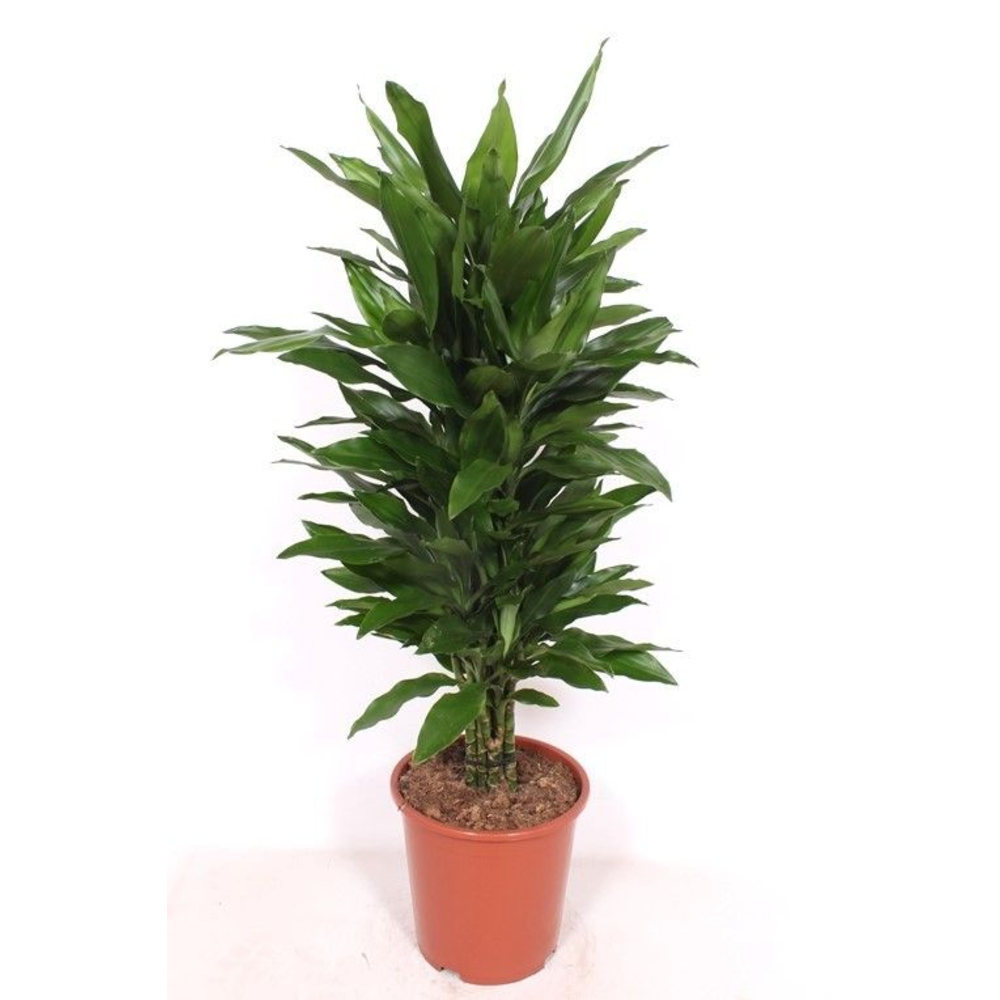 Dracaena Janet Lind.