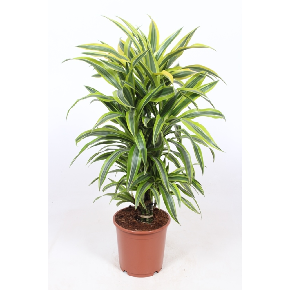Dracaena Lemon Lime.