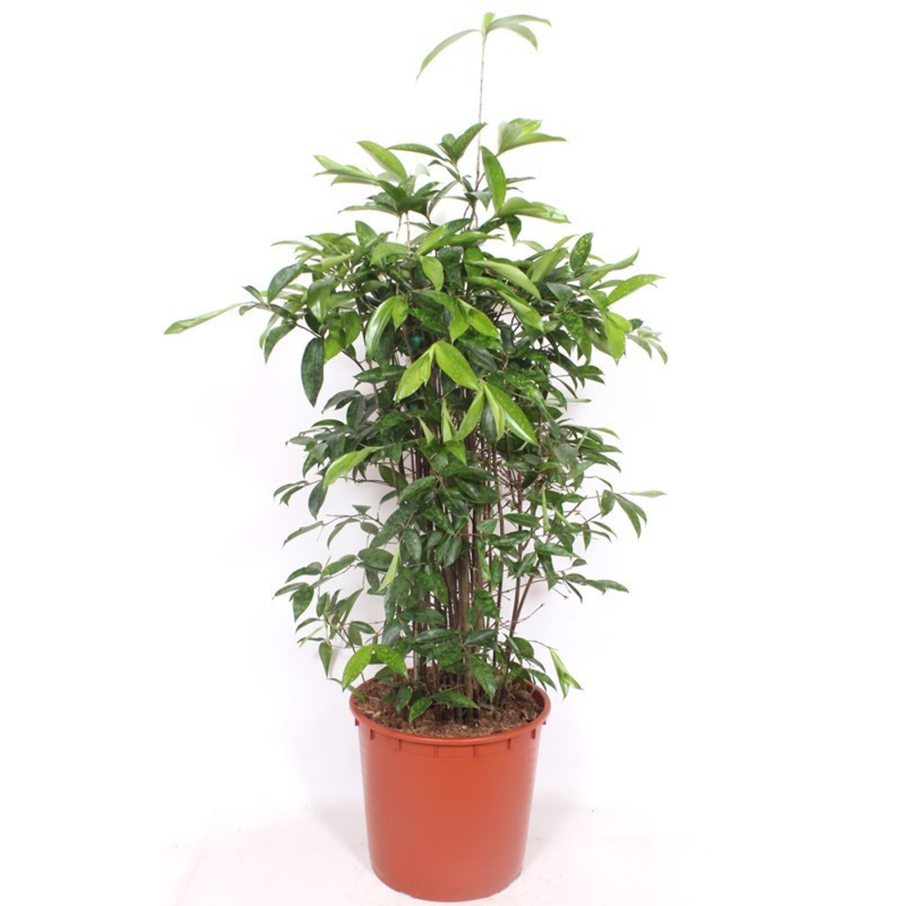 Dracaena Surculosa.