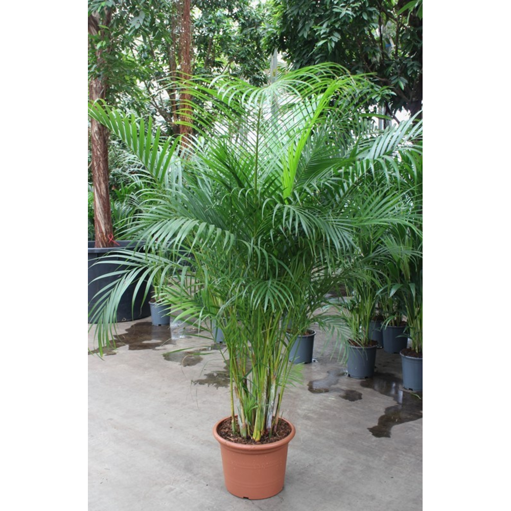 Dypsis lutescens 'Areca'.