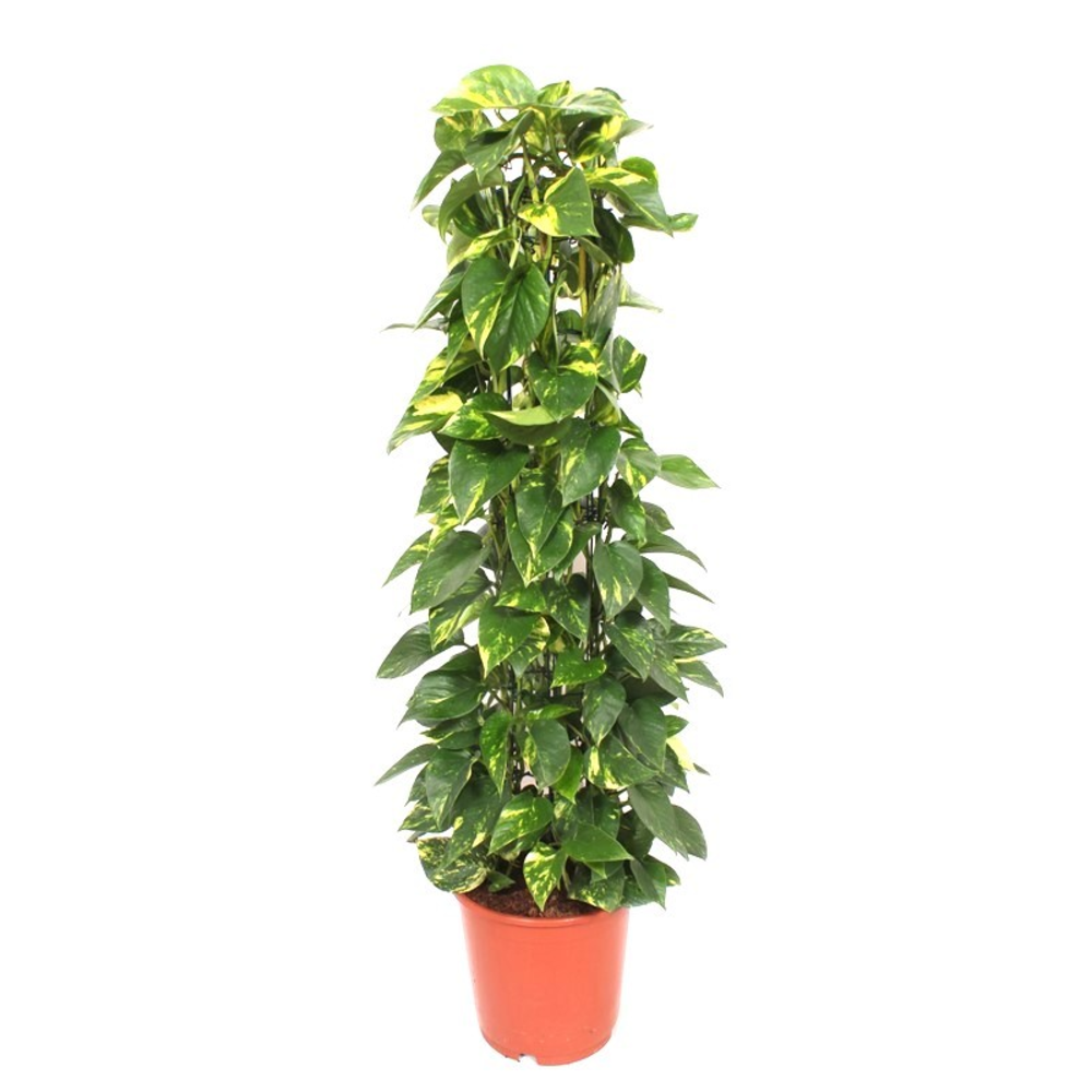Epipremnum Aureum.