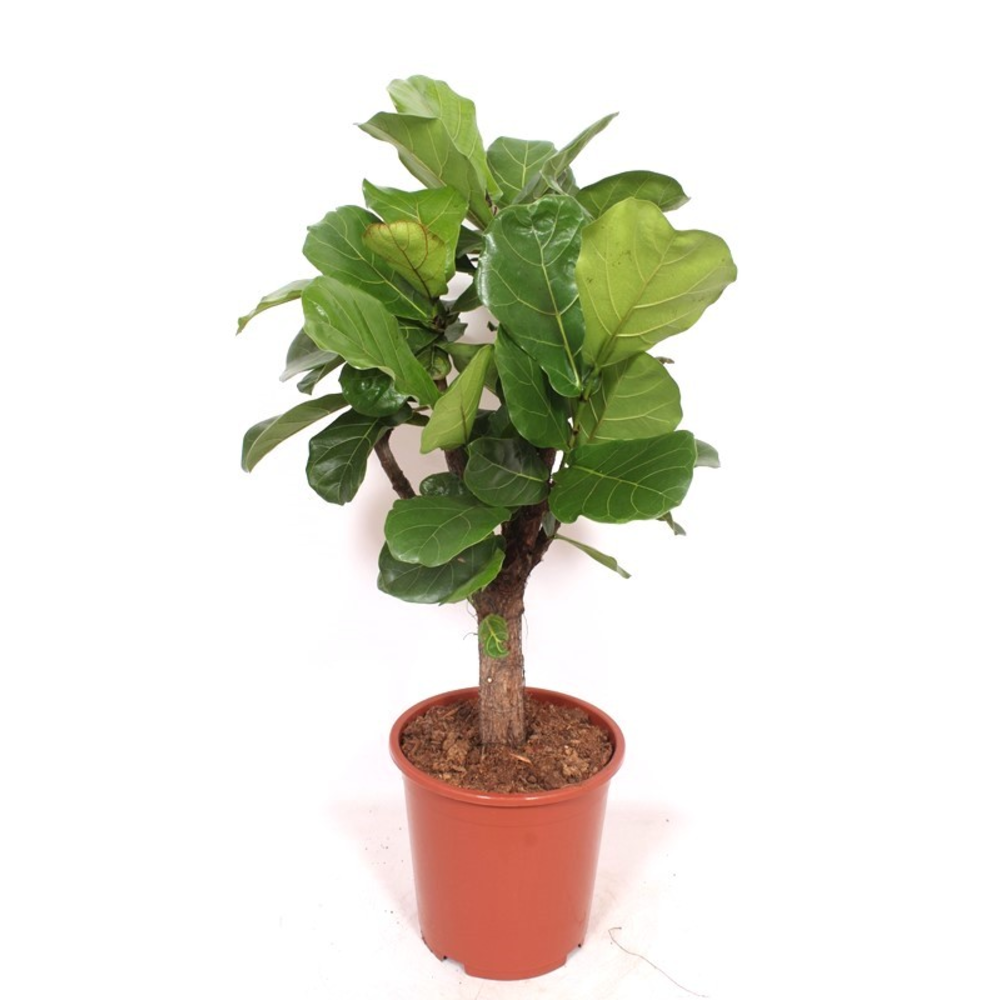 Ficus lyrata.