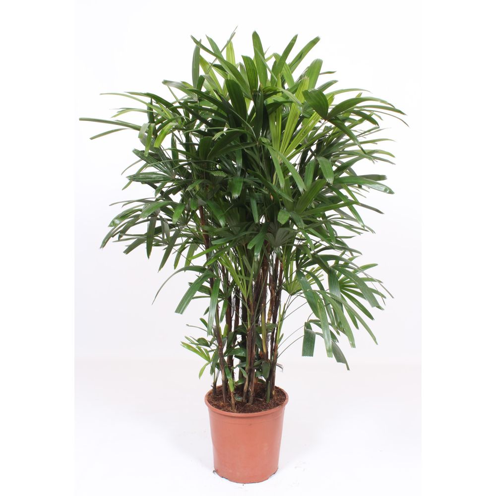 Rhapis excelsa.