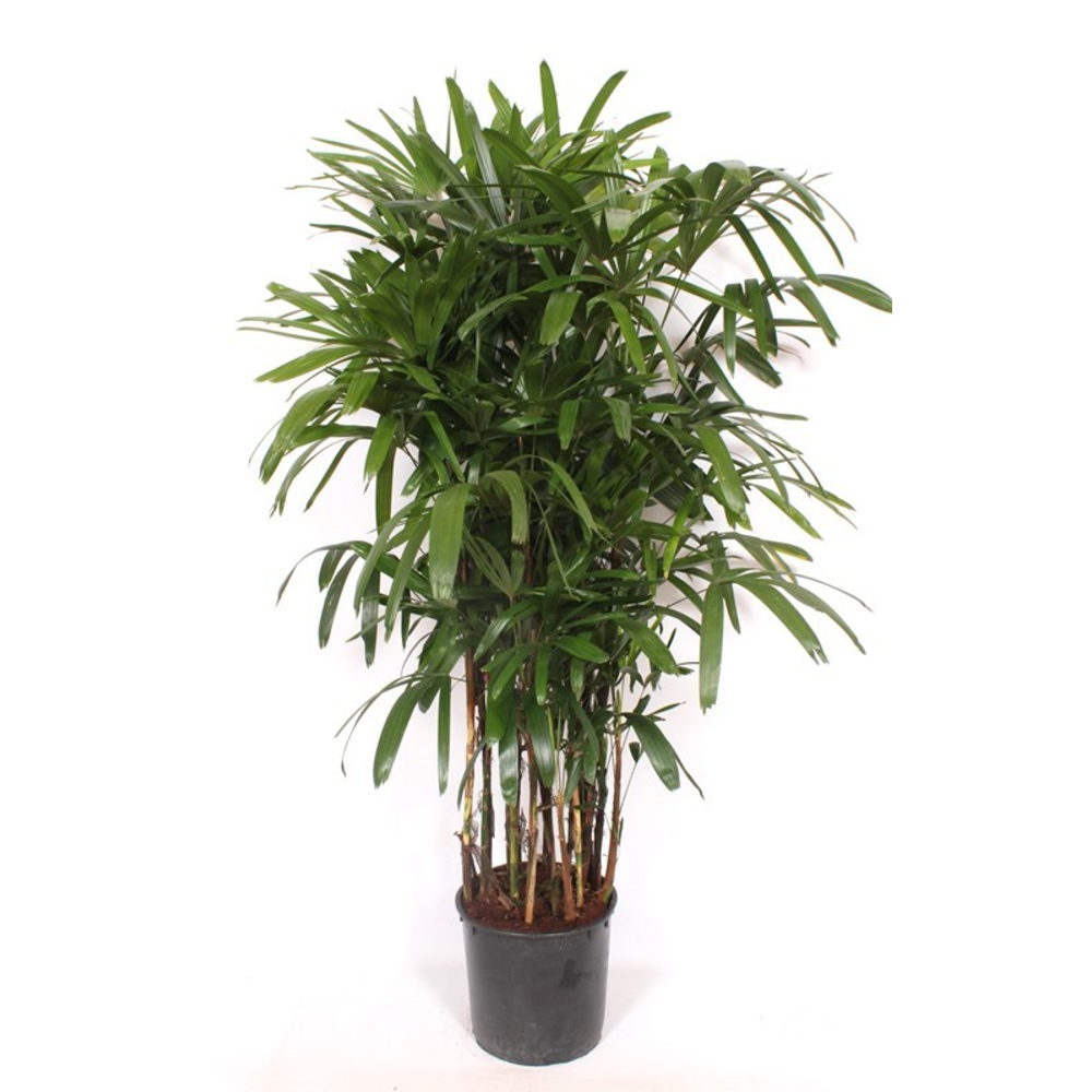 Rhapis excelsa.