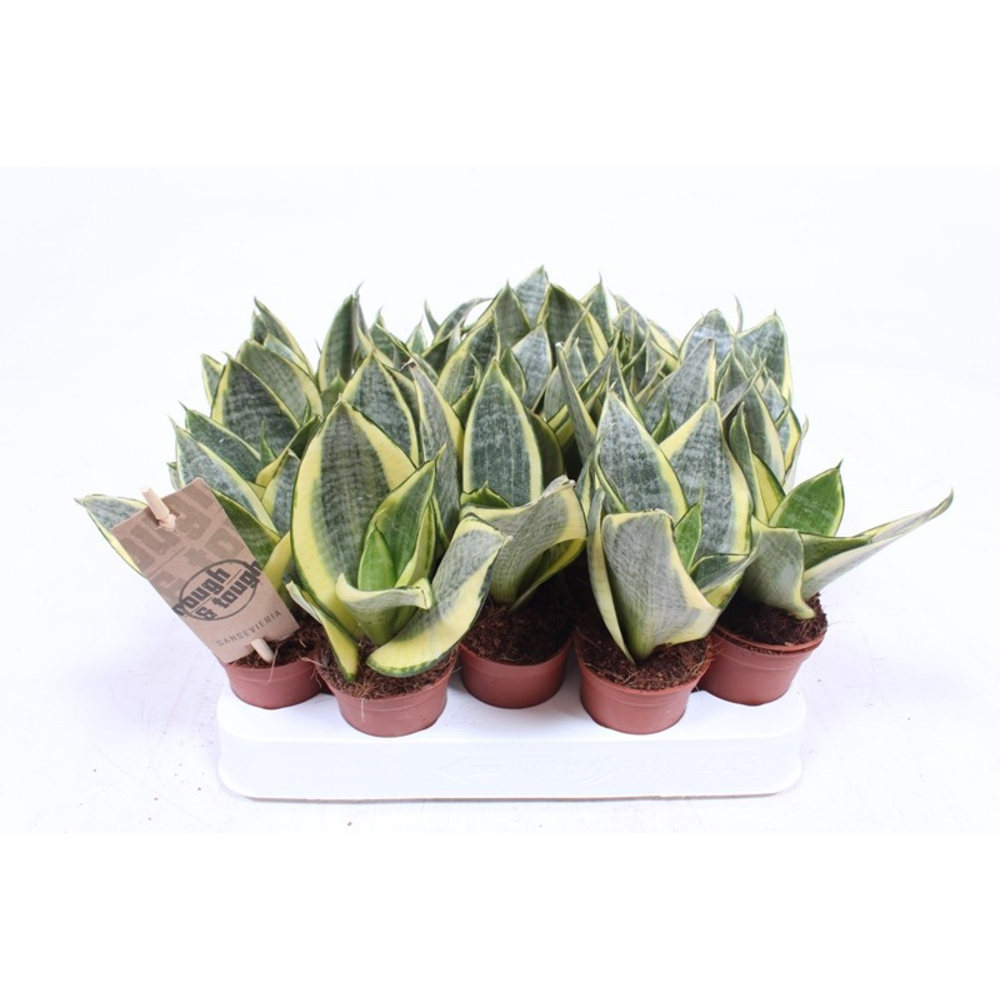 Sansevieria Golden Hahnii.