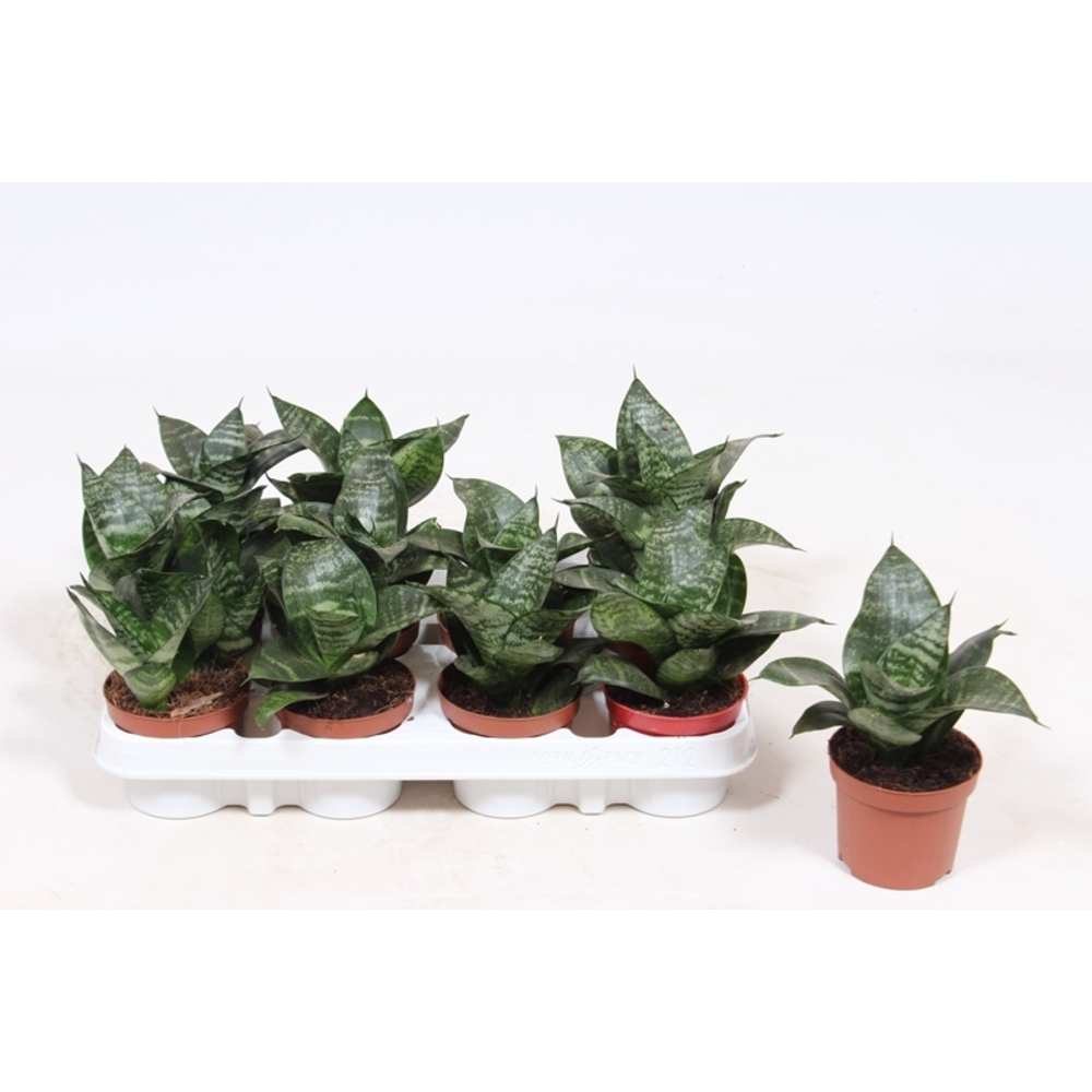 Sansevieria Hahnii.