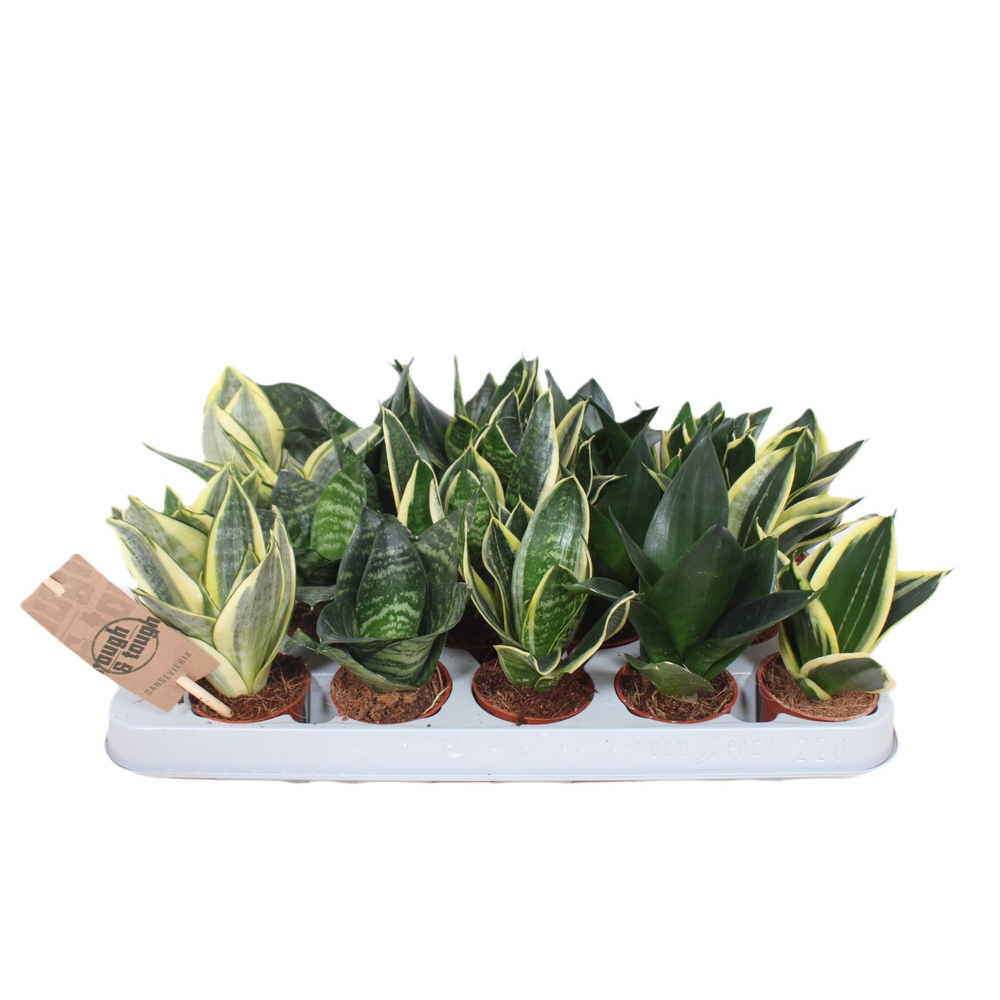 Sansevieria Hahnii Mix.