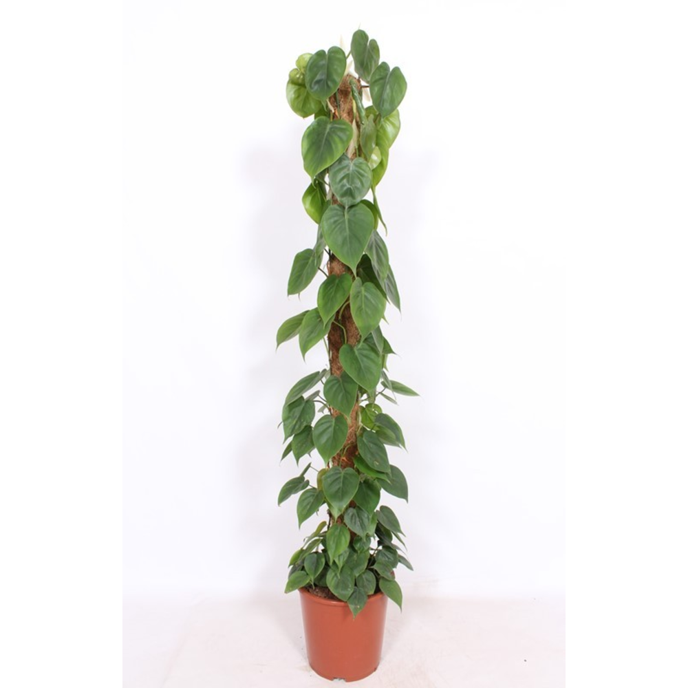 Philodendron scandens.
