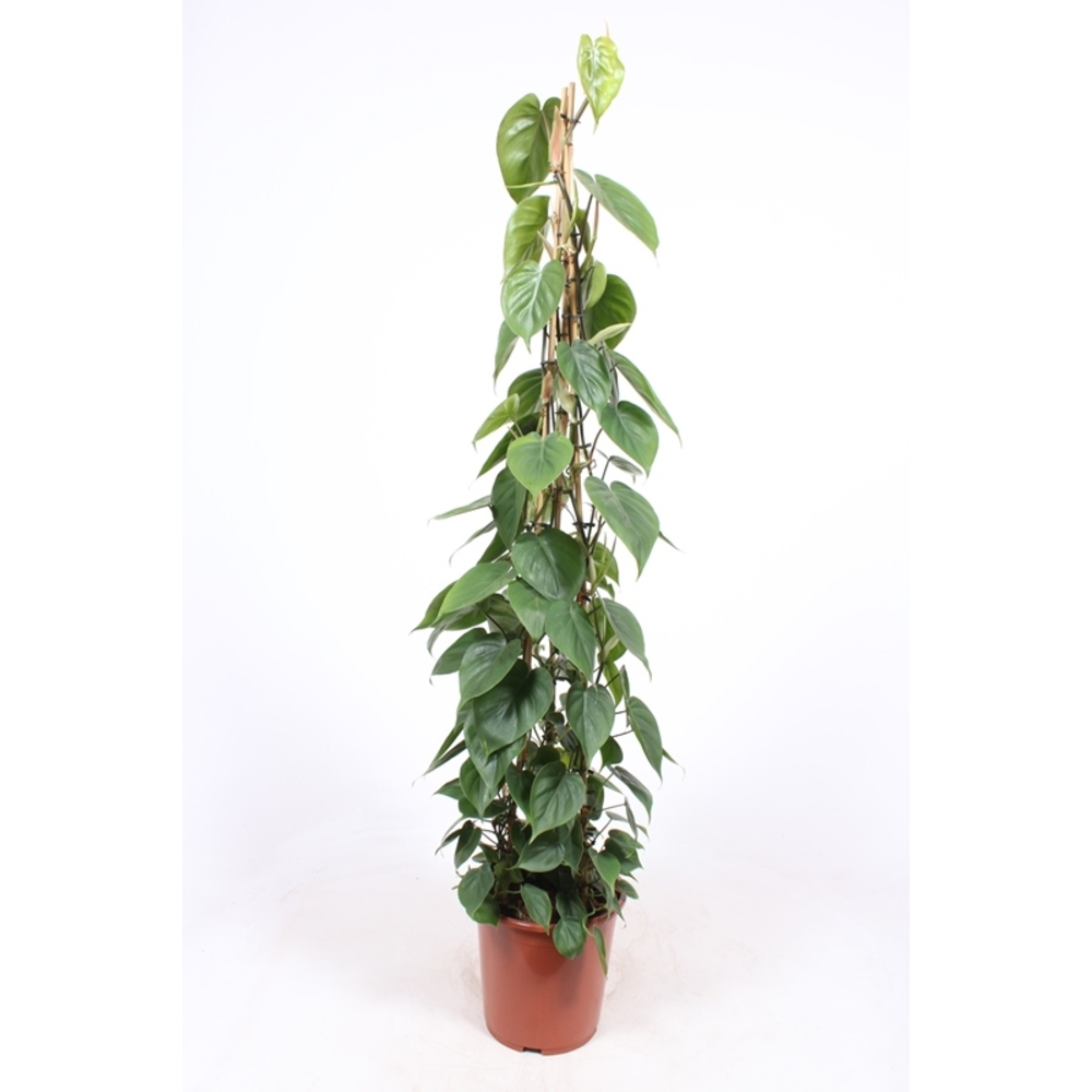 Philodendron scandens.