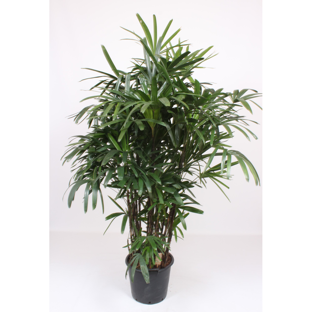 Rhapis excelsa.