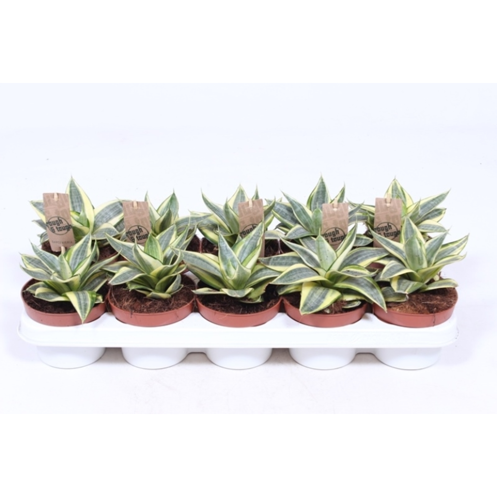 Sansevieria Golden Hahnii.
