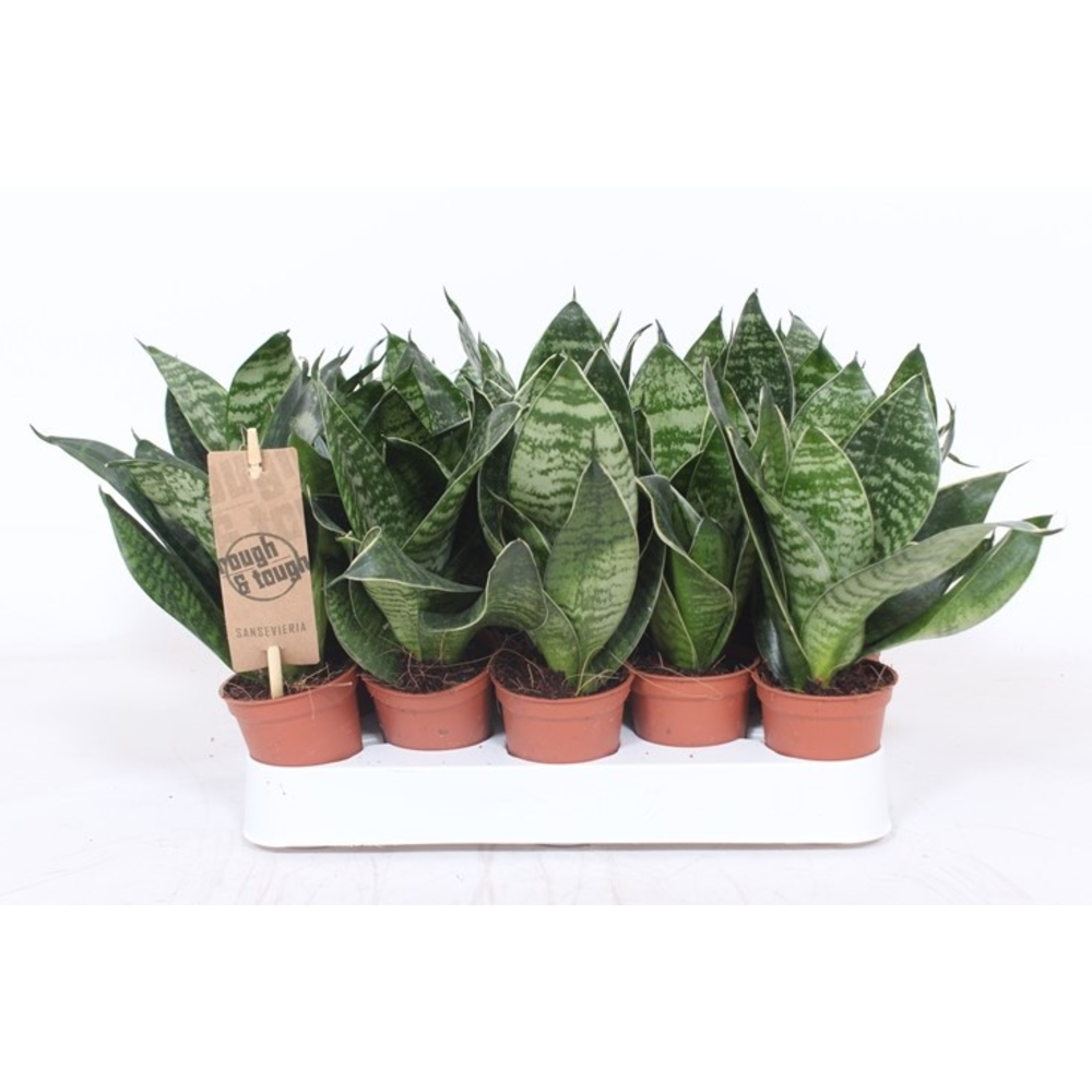 Sansevieria Hahnii.