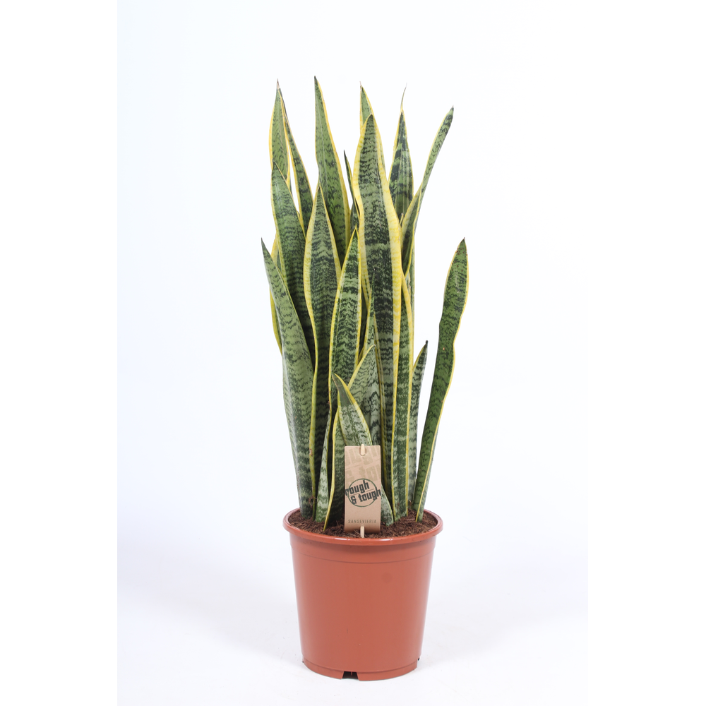 Sansevieria Laurentii.