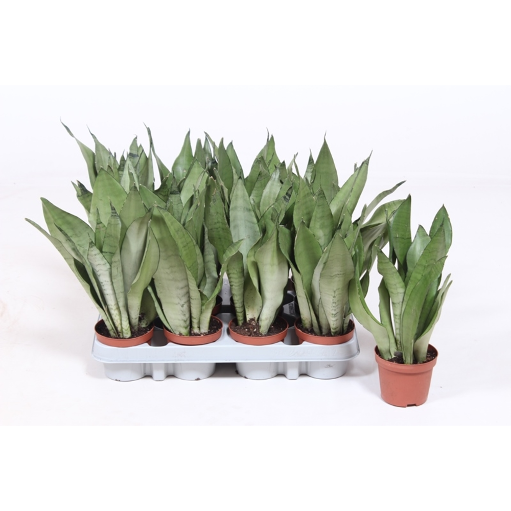 Sansevieria Moonshine.
