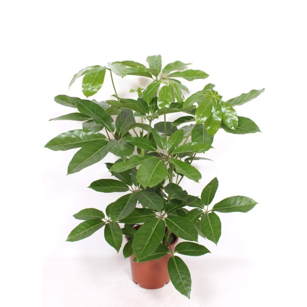 Schefflera actinophylla 'Amate'.