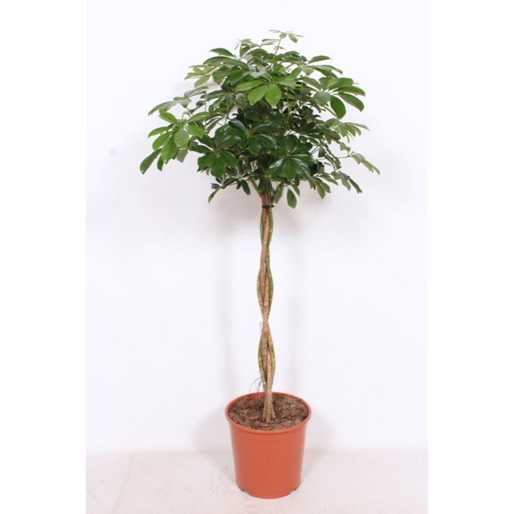 Schefflera arboricola 'Compacta'.