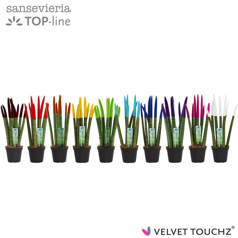 Sansevieria VELVET TOUCHZ® Mix.
