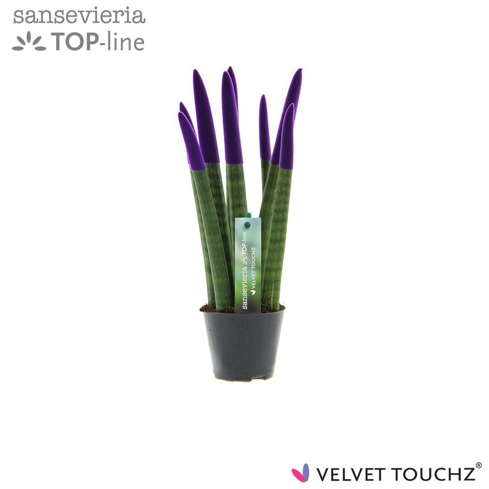 Sansevieria VELVET TOUCHZ® Paars.