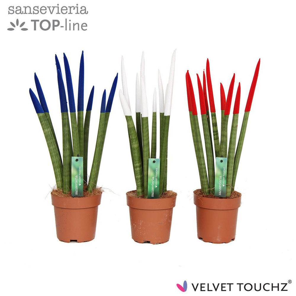 Sansevieria VELVET TOUCHZ® Frankrijk/Nederland.