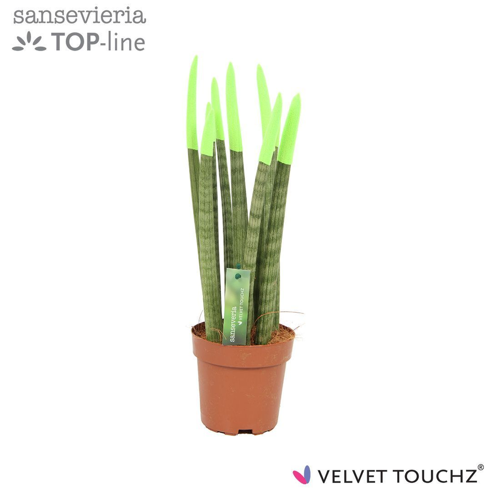 Sansevieria VELVET TOUCHZ® Groen.