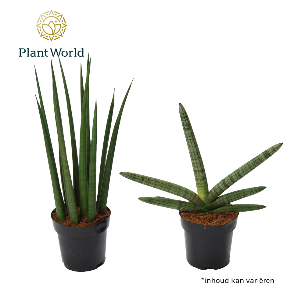 Sansevieria Supermix: Skyline-Mikado.