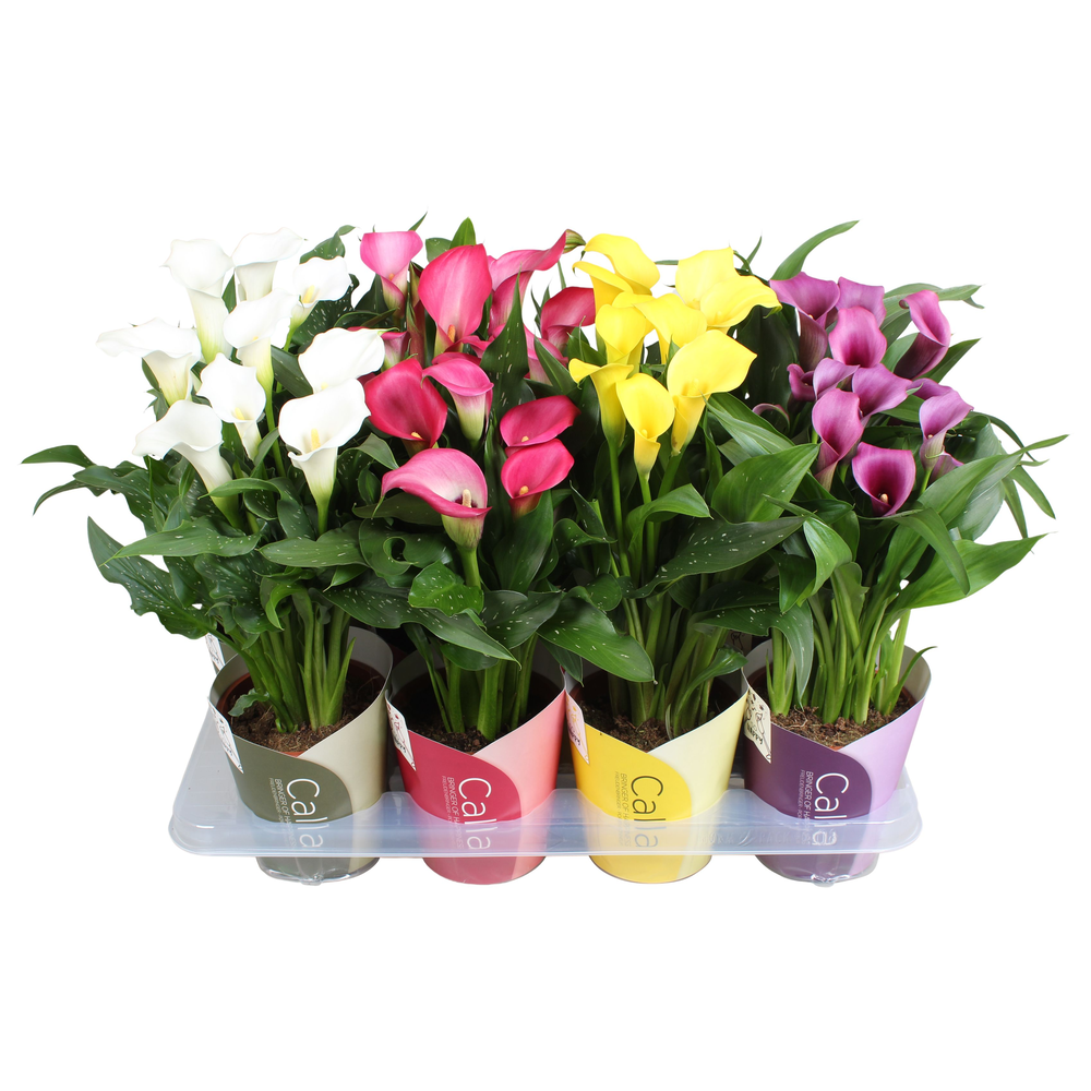 Zantedeschia gemengd SoHappyCalla mix met ton sur .