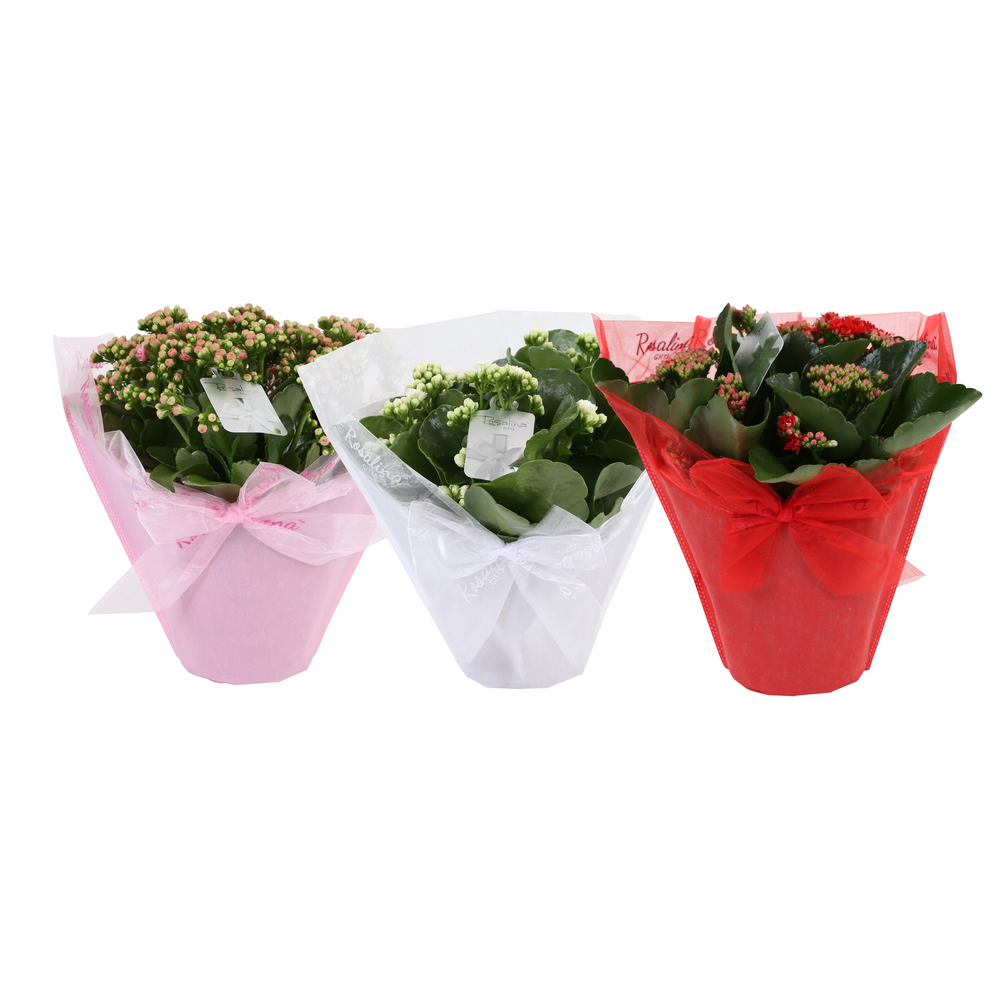 KP-730.3 - Kalanchoe Rosalina 15cm in Pastel Gifts.