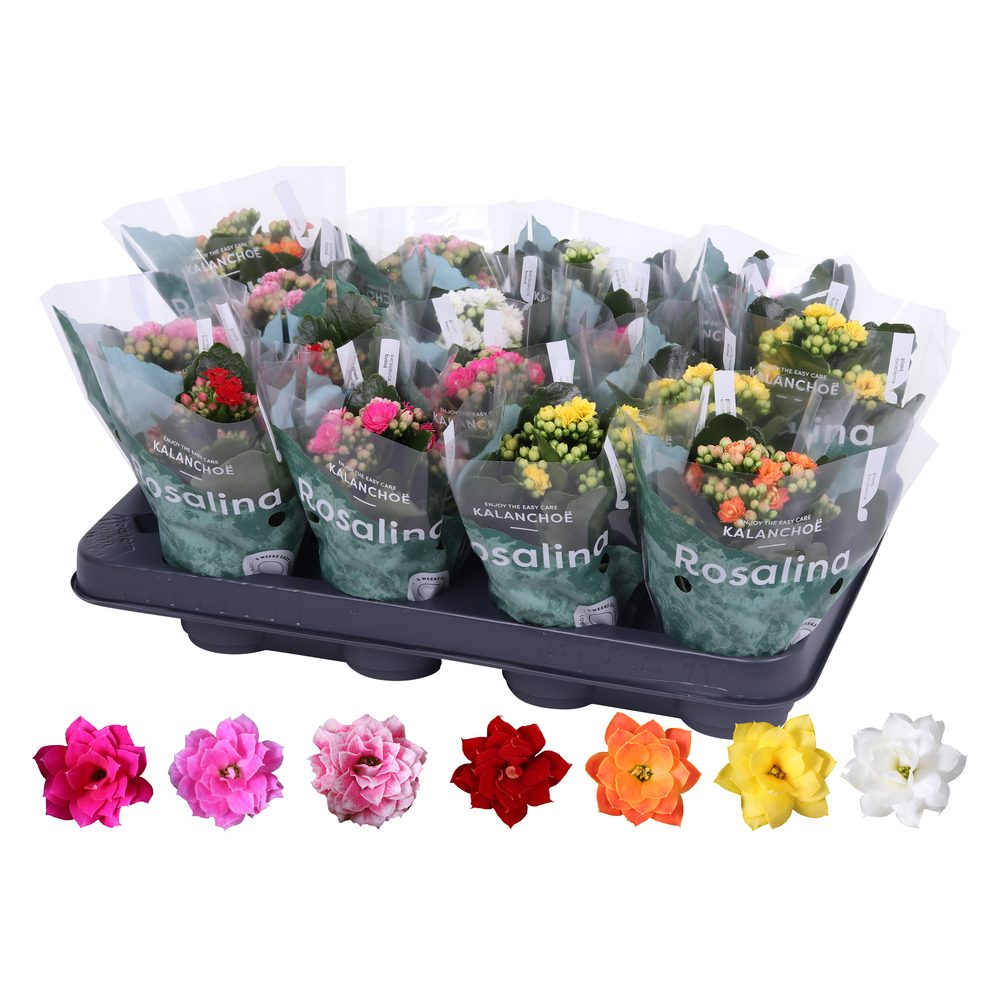 Kalanchoe Rosalina 07cm mix.