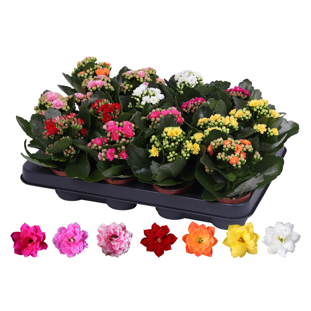 Kalanchoe Rosalina 07cm mix, zonder hoes.