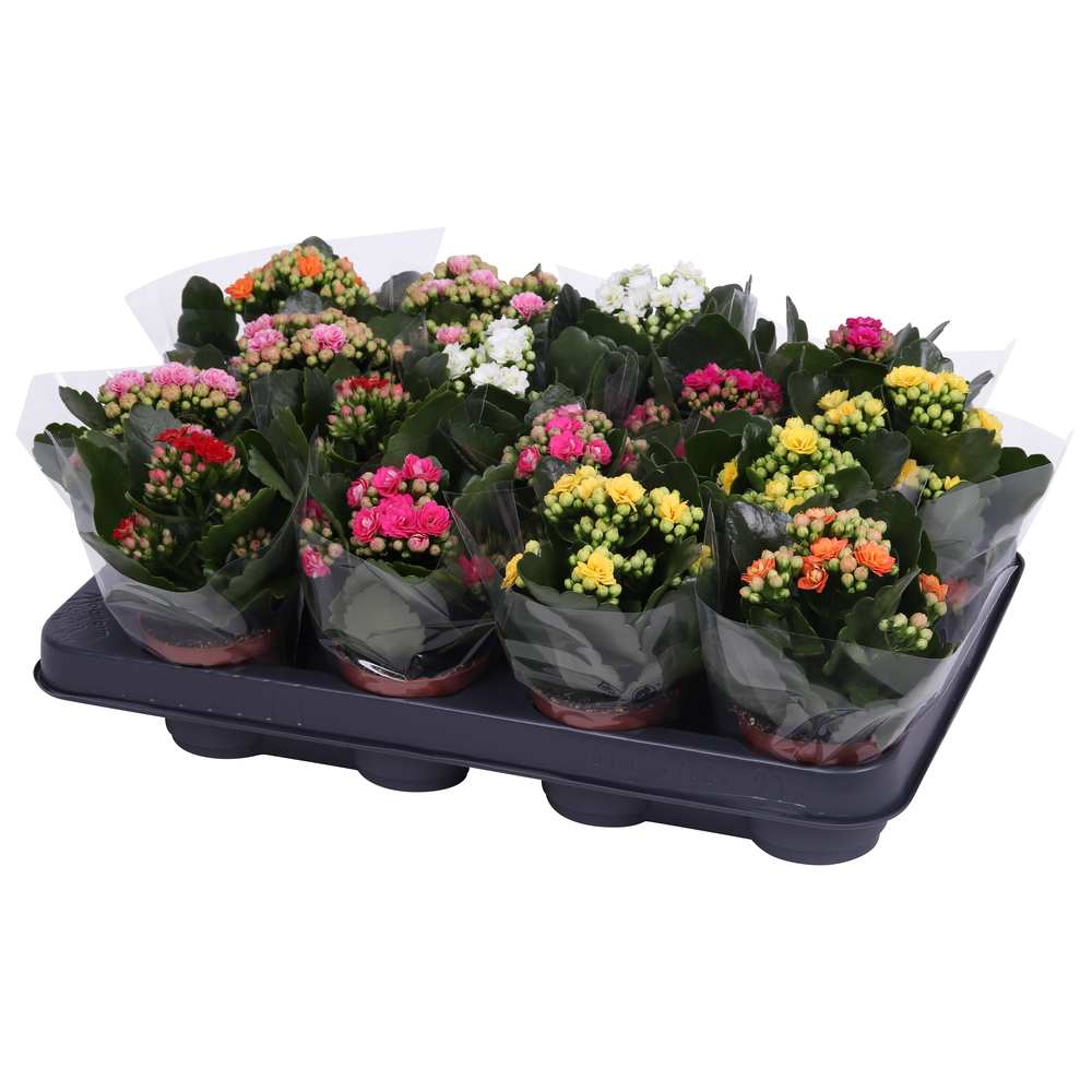 Kalanchoe Rosalina 07cm mix, Blanco hoes.