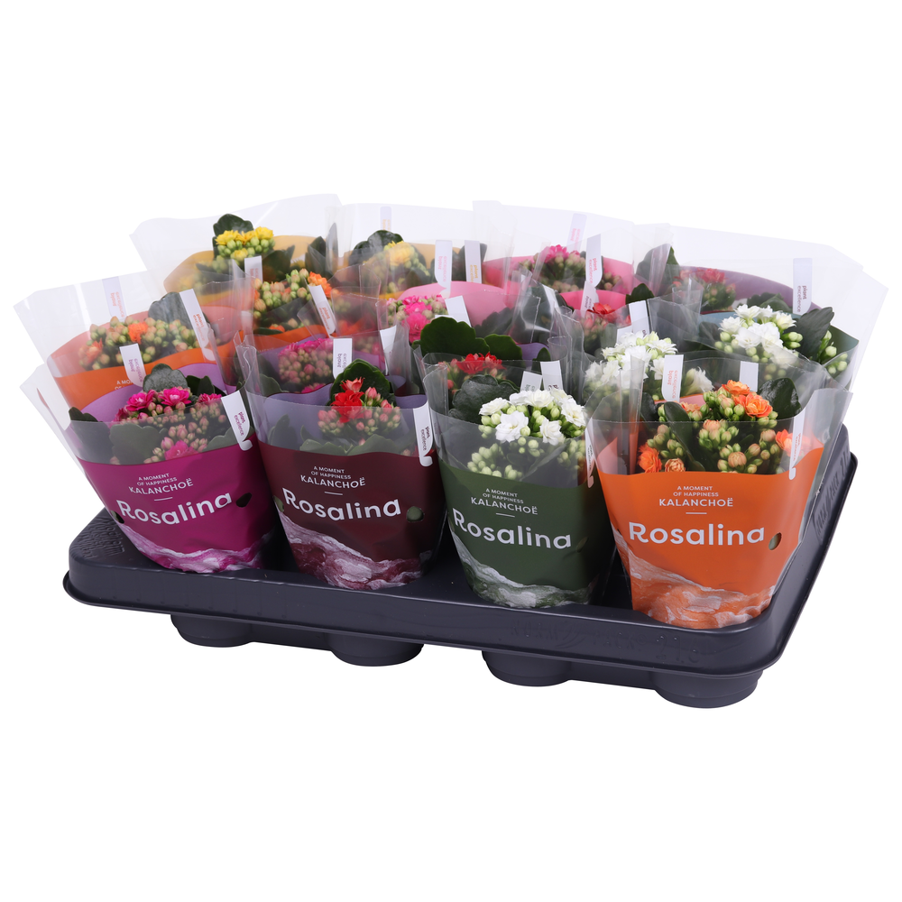 Kalanchoe Rosalina 07cm mix, TST hoes.