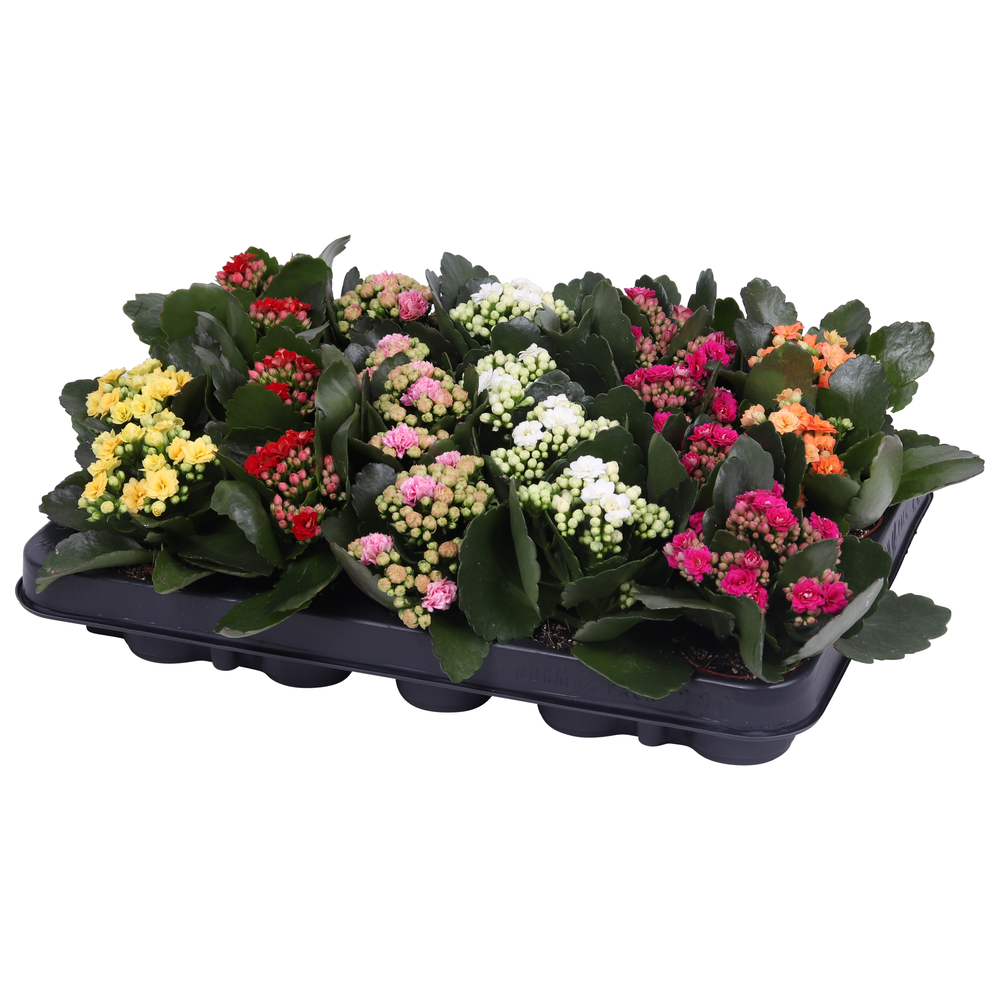 Kalanchoe Rosalina 06cm mix, zonder hoes.