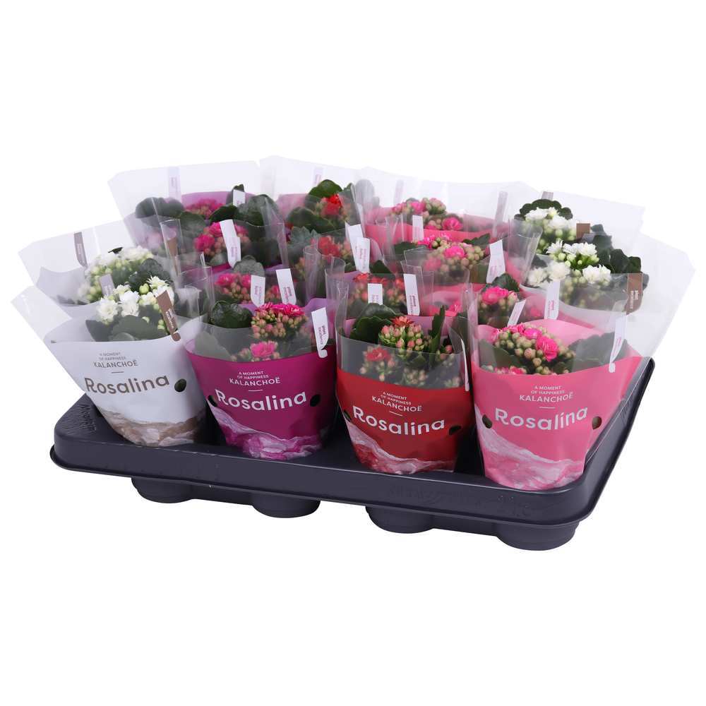 Kalanchoe Rosalina 07cm rz/wt/pa/rd, TST hoes.