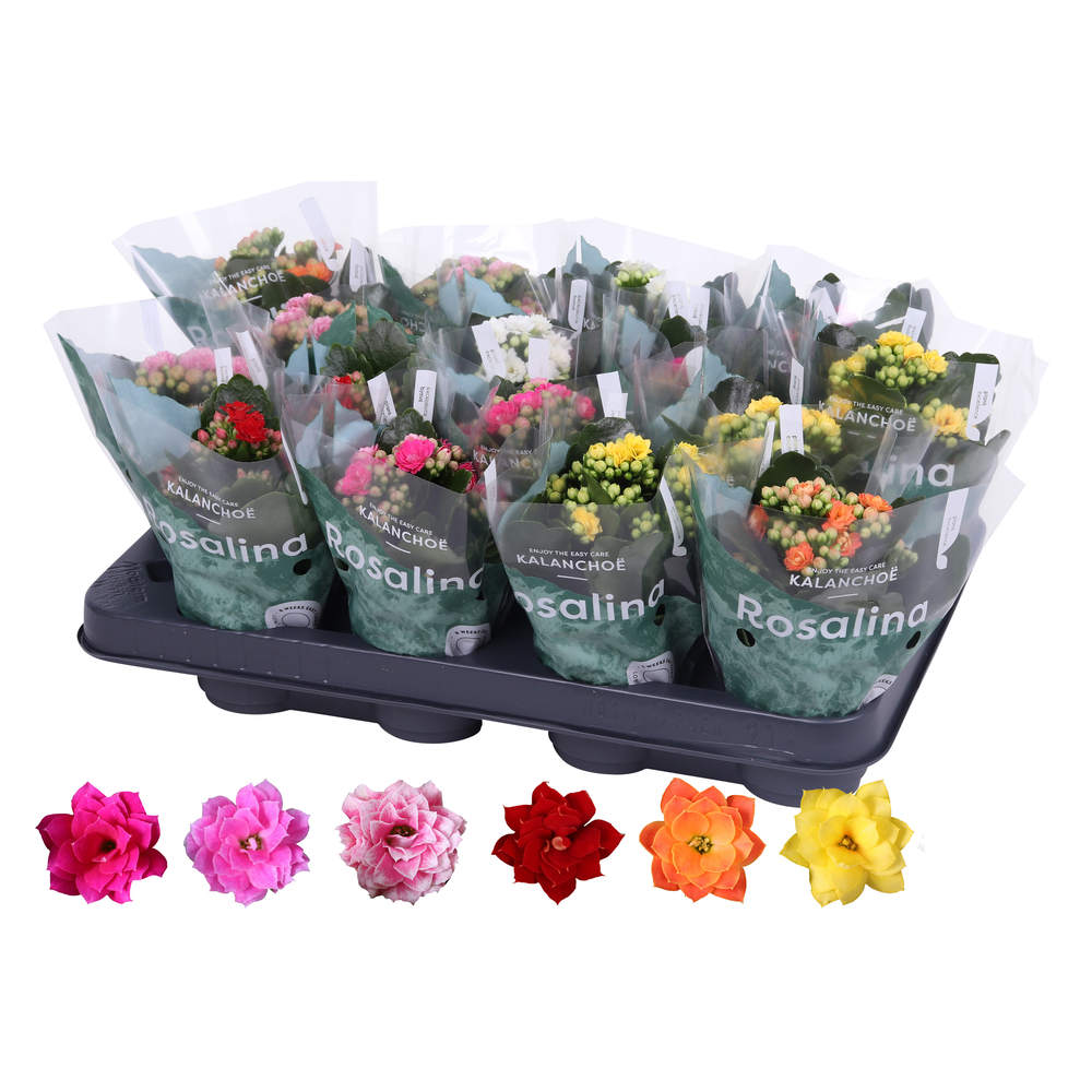 Kalanchoe Rosalina 07cm mix, zonder wit.